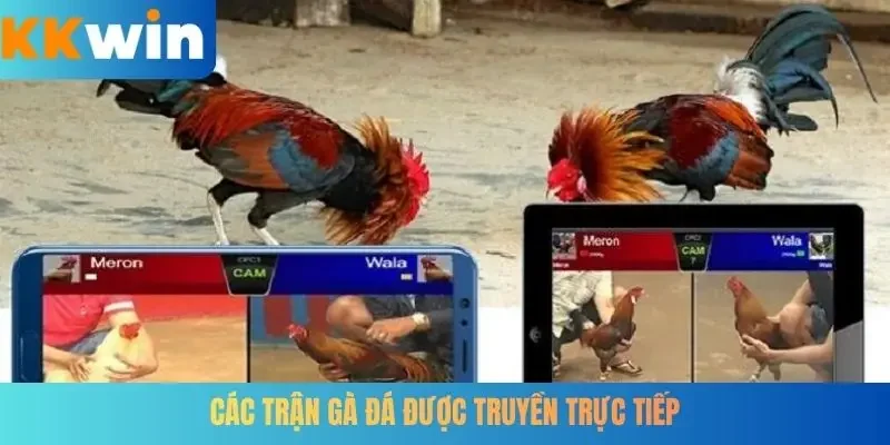 Các trận gà đá được truyền trực tiếp