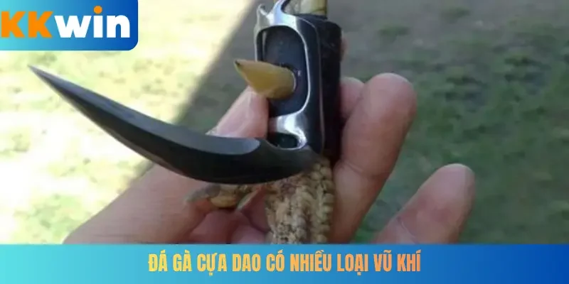 Đá gà cựa dao có nhiều loại vũ khí