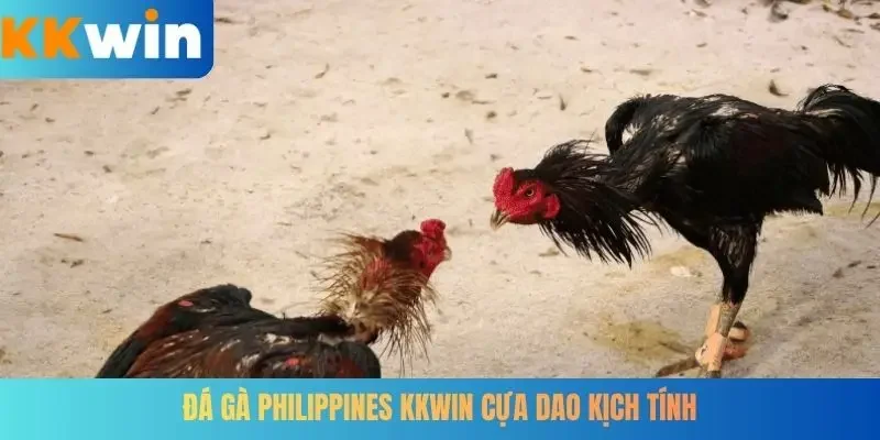 Đá gà Philippines KKWIN cựa dao kịch tính