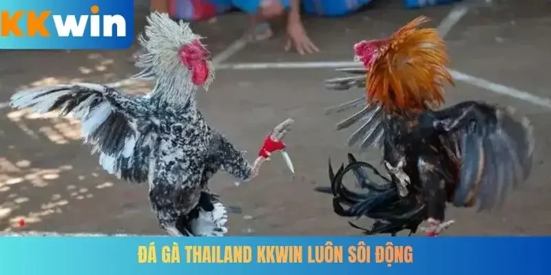 Đá gà Thailand KKWIN luôn sôi động