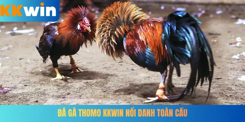 Đá gà Thomo KKWIN nổi danh toàn cầu