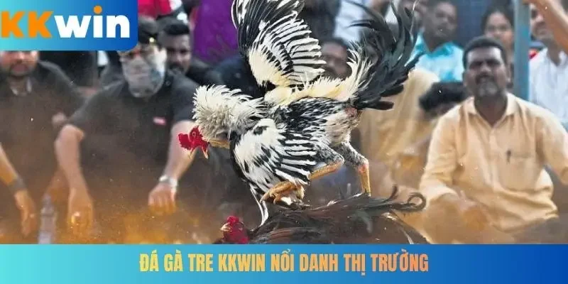 Đá gà tre KKWIN nổi danh thị trường