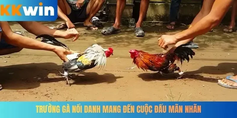 Trường gà nổi danh mang đến cuộc đấu mãn nhãn